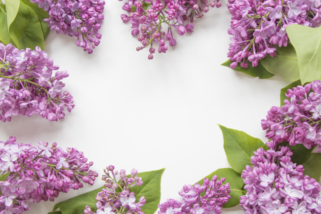 Обои картинки фото цветы, сирень