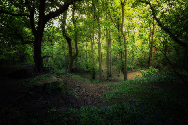 Обои картинки фото природа, лес, простор