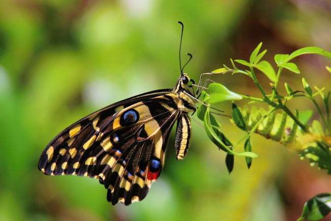 Обои картинки фото животные, бабочки,  мотыльки,  моли, бабочка