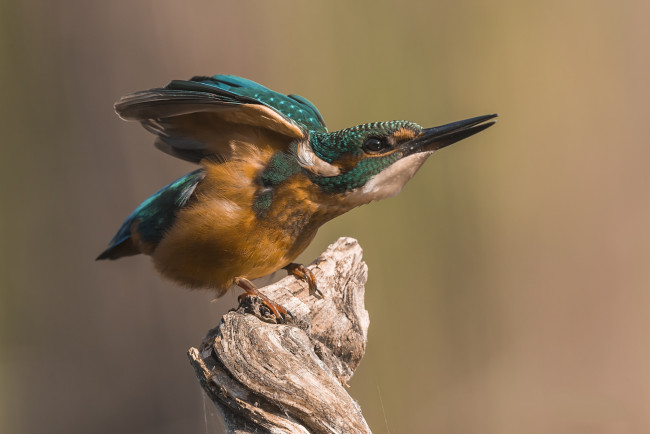 Обои картинки фото животные, зимородки, птичка