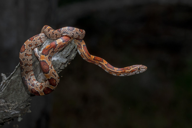 Обои картинки фото животные, змеи,  питоны,  кобры, змейка