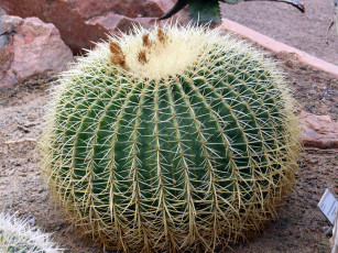 Картинка цветы кактусы колючки