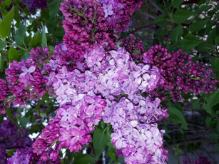 Картинка цветы сирень лиловый