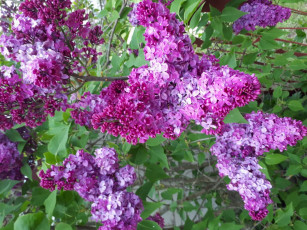 Картинка цветы сирень лиловый