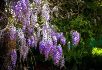 Картинка цветы глициния куст