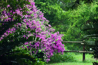 Картинка цветы бугенвиллея куст