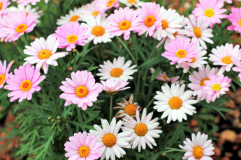 Картинка цветы маргаритки белый розовый