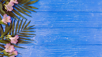 Картинка цветы альстромерия розовый