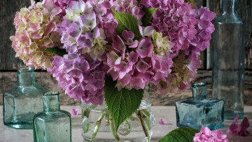 Картинка цветы гортензия букет