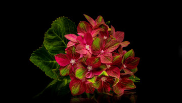 Картинка цветы гортензия соцветие