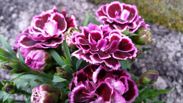 Картинка цветы гвоздики шабо