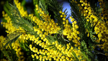 обоя цветы, мимоза, желтый