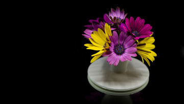 Картинка цветы остеоспермумы букет