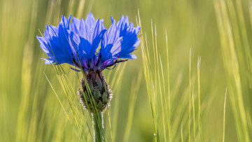 обоя цветы, васильки, синий
