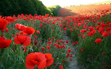 Картинка цветы маки алый