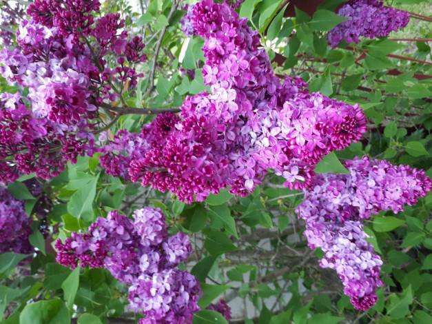 Обои картинки фото цветы, сирень, лиловый