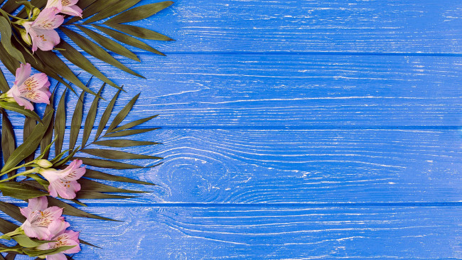 Обои картинки фото цветы, альстромерия, розовый