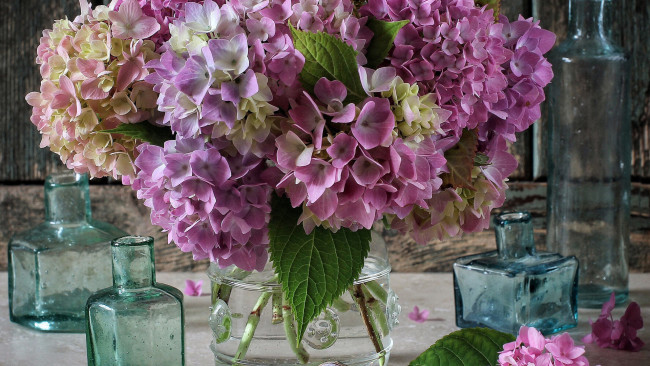 Обои картинки фото цветы, гортензия, букет
