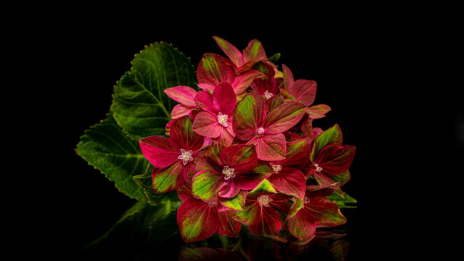 Обои картинки фото цветы, гортензия, соцветие