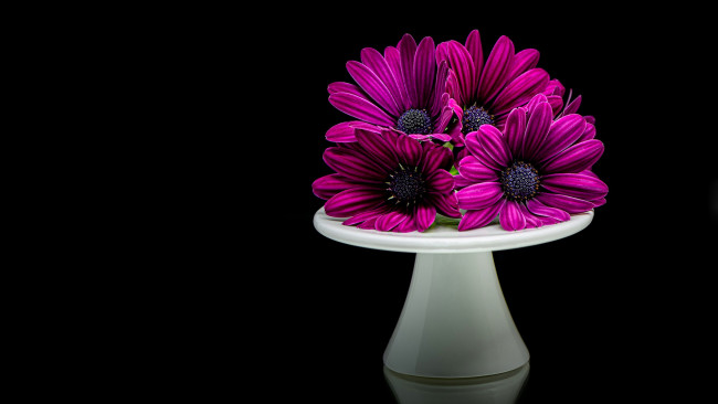 Обои картинки фото цветы, остеоспермумы, букет