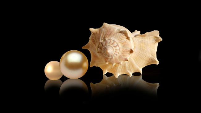 Обои картинки фото разное, ракушки,  кораллы,  декоративные и spa-камни, жемчужина, ракушка