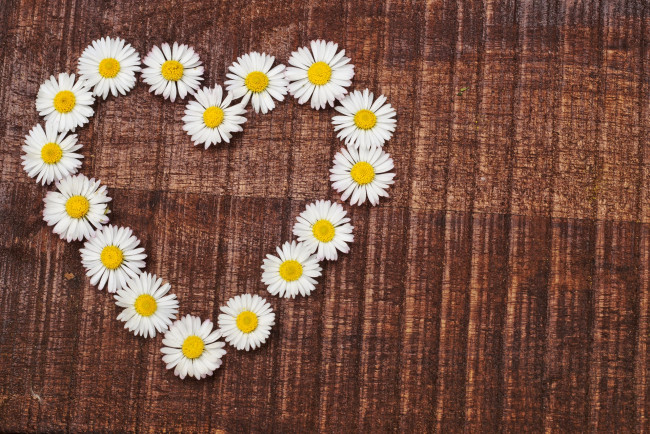 Обои картинки фото цветы, маргаритки, сердце