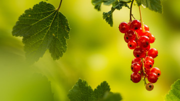 Картинка природа ягоды листья красная смородина злёный фон боке