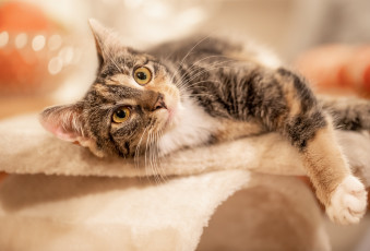 Картинка животные коты кот кошка