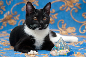 Картинка животные коты кот кошка