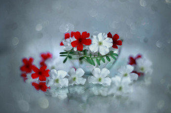 обоя цветы, вербена, красная, белая