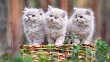 Картинка животные коты кот кошка