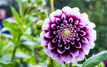 Картинка цветы георгины двухцветный георгин макро