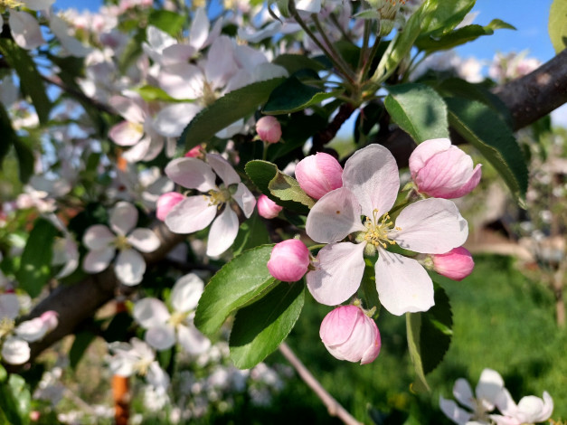 Обои картинки фото цветы, цветущие деревья ,  кустарники, яблоня, цветение, весна, 2022