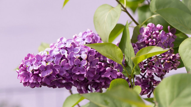 Обои картинки фото цветы, сирень, весна, лиловая, ветка