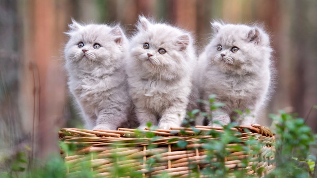 Обои картинки фото животные, коты, кот, кошка