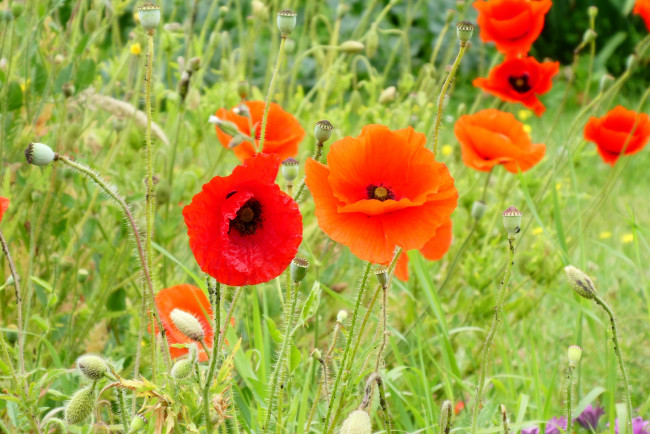 Обои картинки фото цветы, маки, алые, трава
