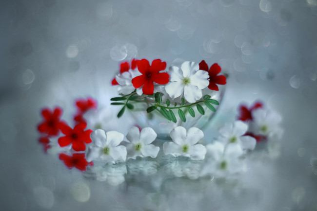 Обои картинки фото цветы, вербена, красная, белая