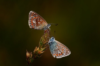 Картинка животные бабочки +мотыльки +моли бабочка