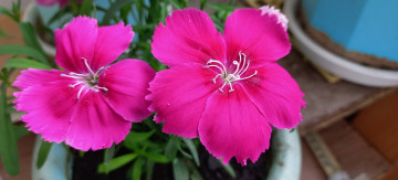 обоя цветы, гвоздики, розовая, гвоздика, китайская