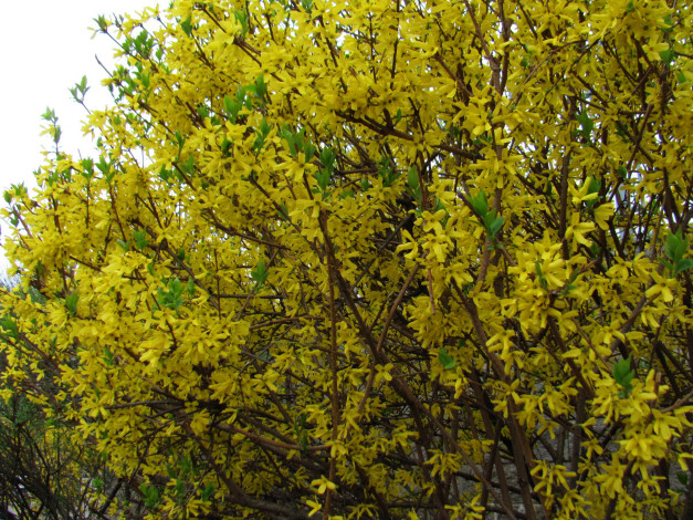 Обои картинки фото цветы, цветущие деревья ,  кустарники, желтая, форзиция, куст