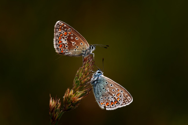 Обои картинки фото животные, бабочки,  мотыльки,  моли, бабочка