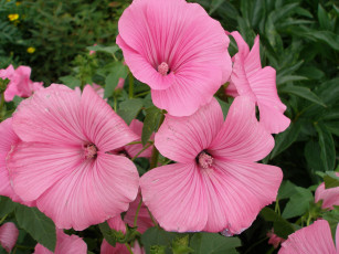 Картинка цветы лаватера