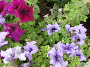 Картинка цветы петунии калибрахоа