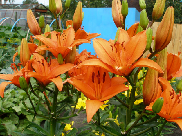 Обои картинки фото цветы, лилии, лилейники