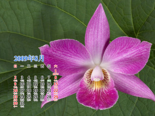 Картинка календари цветы