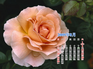 Картинка календари цветы