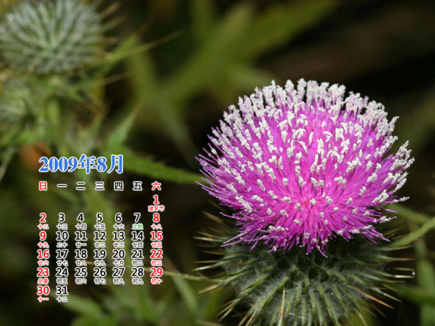 Обои картинки фото календари, цветы