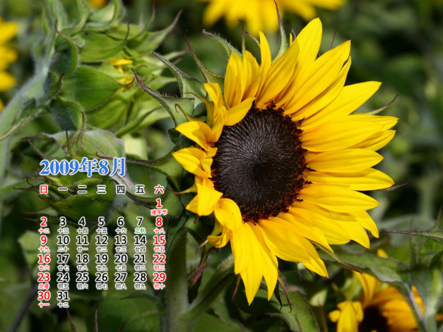 Обои картинки фото календари, цветы