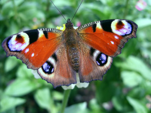 обоя бабочки, животные