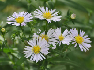 Картинка цветы астры